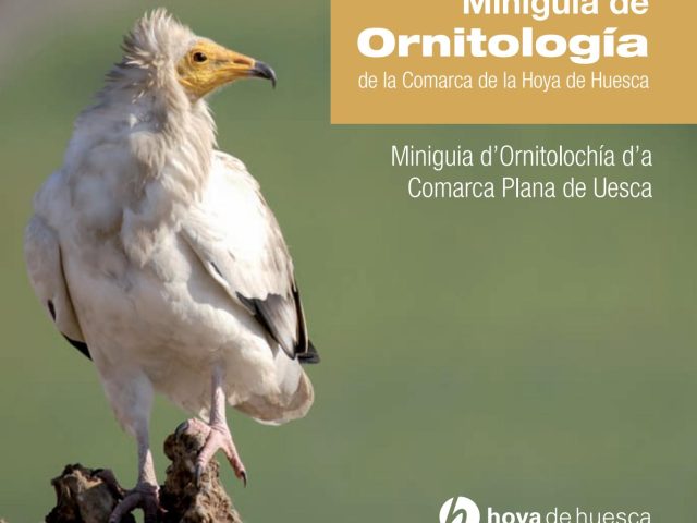 12 rincones para amantes de la ornitología en la Hoya de Huesca