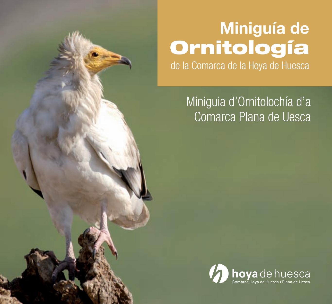 12 rincones para amantes de la ornitología en la Hoya de Huesca