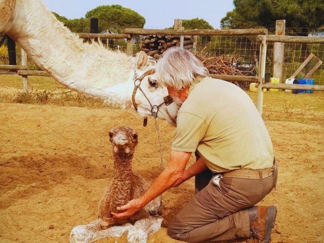 Aires Africanos - Ecoturismo en camello por Doñana