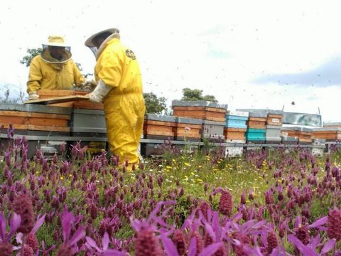 La Abeja Dorada