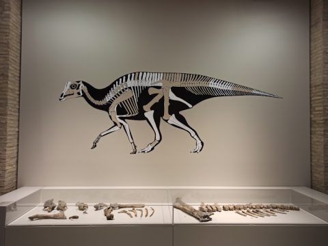 Museo de Ciencias Naturales de la Universidad Zaragoza