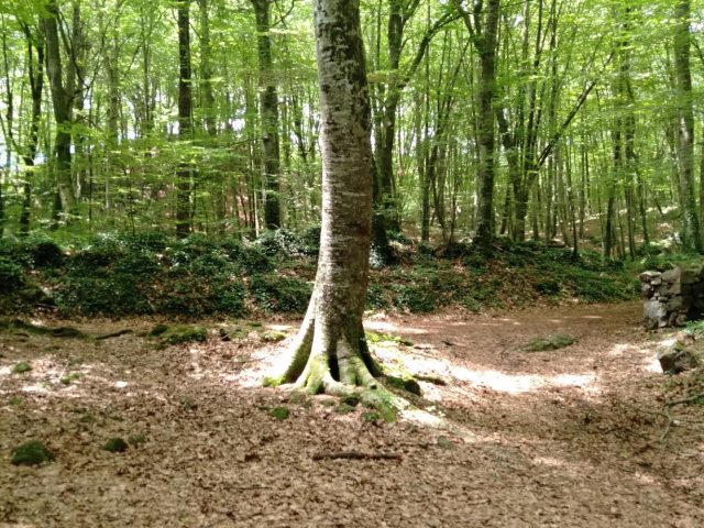 La Fageda d´en Jordá
