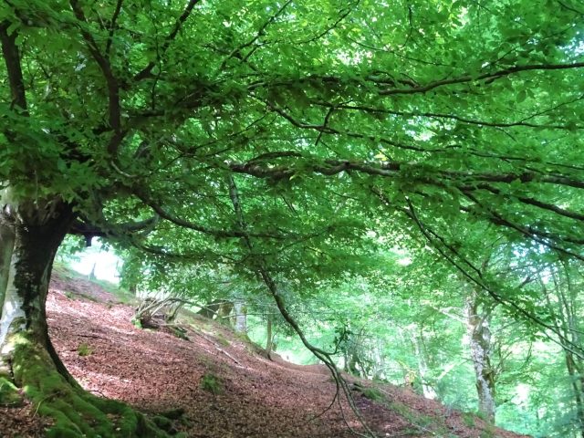 Valle de Saja-Bezaya y pantano del Ebro